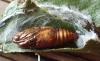Notocelia roborana
